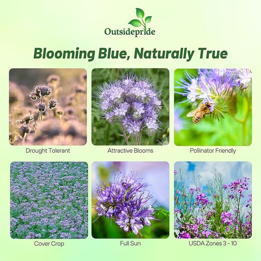 Outsidepride Lacy Phacelia Seeds for Planting - 5000 Pcs Annual, Drought-Tolerant Wildflower Seeds w/Light Violet Flowers, Ideal for Pollinator Gardens, Erosion Control, & Attracts Bees & Butterflies