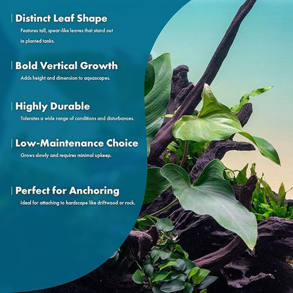 SubstrateSource Live Plants – Anubias Hastifolia (Anubias hastifolia) – Low to Moderate Light, Medium to Dark Green Arrow-Shaped Leaves, Midground to Background Tank Placement - Pot, 3 Pack