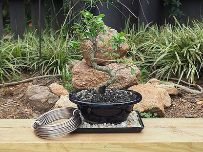 Anodized Aluminum 3.5mm Bonsai Training Wire 250g Large Roll (30 feet) - Choose Your Size and Color (3.5mm, Brown)