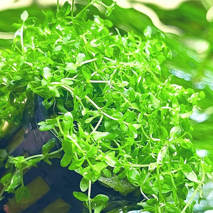 Greenpro | Pearl Weed Hemianthus Micranthemoides Potted US Farm Live Aquarium Plants Midground for Fish Tank Decoration