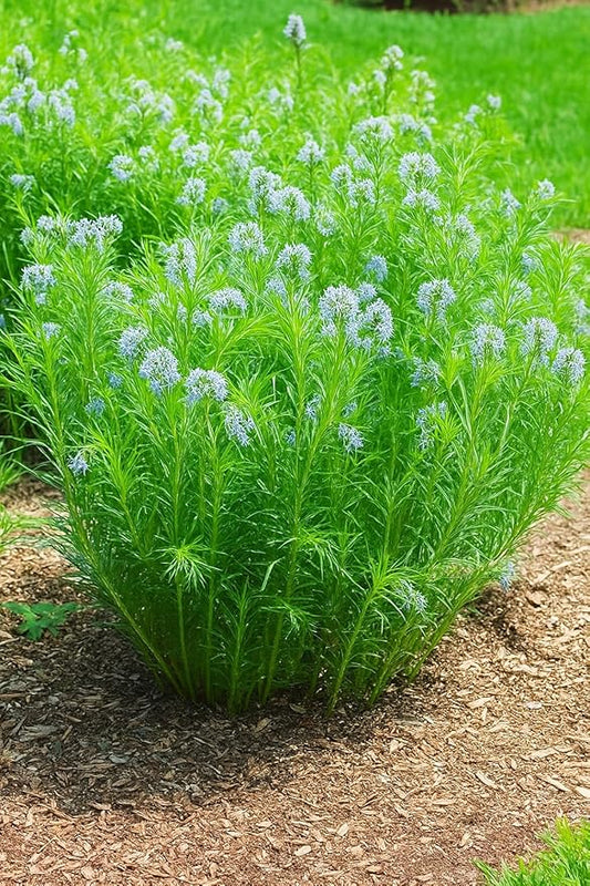 Perennial Farm Amsonia Hubrichtii – LLive Threadleaf Bluestar Perennial Plant, Size #1 Container, Soft Powder Blue Flowers with Fine Textured Foliage – Drought Tolerant, Fall Color Interest