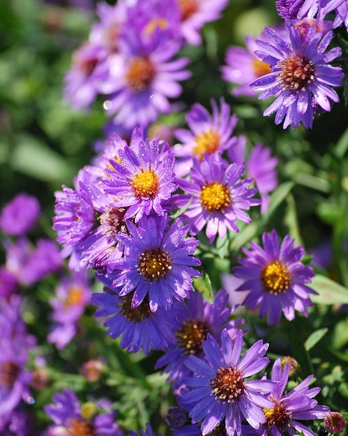 Perennial Farm Aster D. 'Wood's Purple' – Live Perennial in #1 Container, Pale Violet Daisy-Like Blooms, Compact & Hardy, Pollinator Friendly, Long Blooming, Great for Borders & Fall Gardens