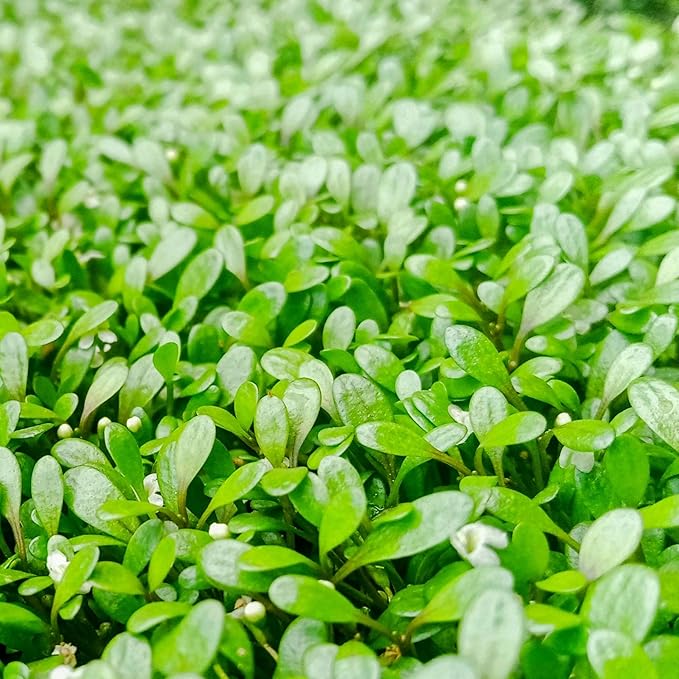 Ultum Nature Systems Glossostigma Elatinoides Tissue Culture Live Plant for Aquarium, Aquascape, Freshwater Fish Tanks - 100% Snail Free in Vitro