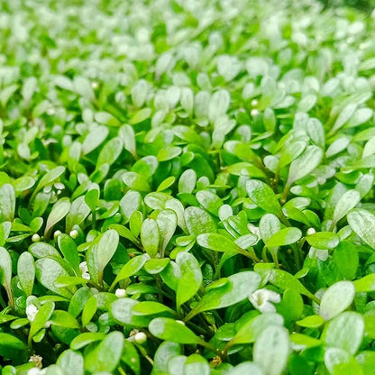 Ultum Nature Systems Glossostigma Elatinoides Tissue Culture Live Plant for Aquarium, Aquascape, Freshwater Fish Tanks - 100% Snail Free in Vitro