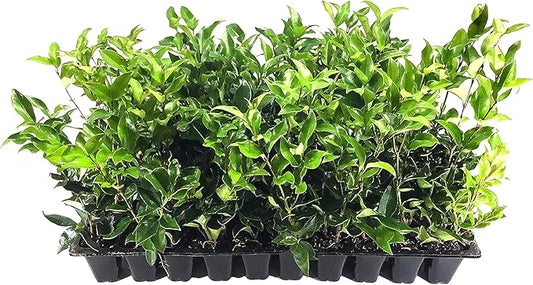 Curled Leaf Privet - Ligustrum Japonicum Recurvifolium - 3 Live Plants - Evergreen Flowering Privacy Hedge