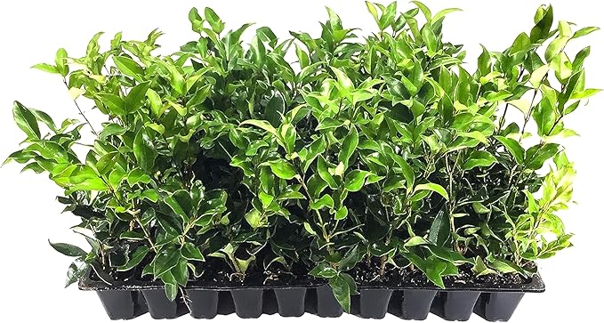 Curled Leaf Privet - Ligustrum Japonicum Recurvifolium - 30 Live Plants - Evergreen Flowering Privacy Hedge