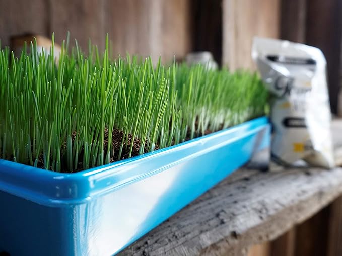 Non-GMO, Thunder Acres Premium Wheat Seed, Cat Grass Seed, Wheatgrass, Hard Red Winter Wheat (5 lbs.)