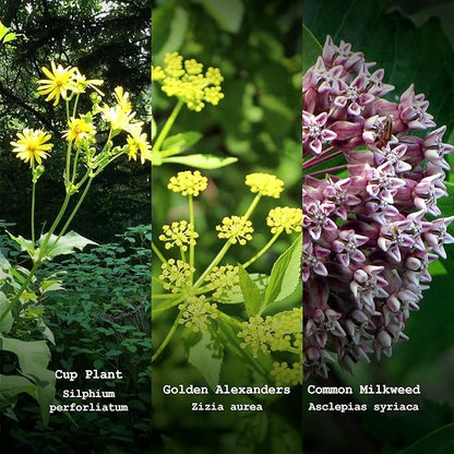 Pollinator Seed Kit, 3,000 Seeds, Perennial Wildflower Seeds, Colourful Flower Garden Seeds, 9 Seed Packets - Smoke Camp Crafts