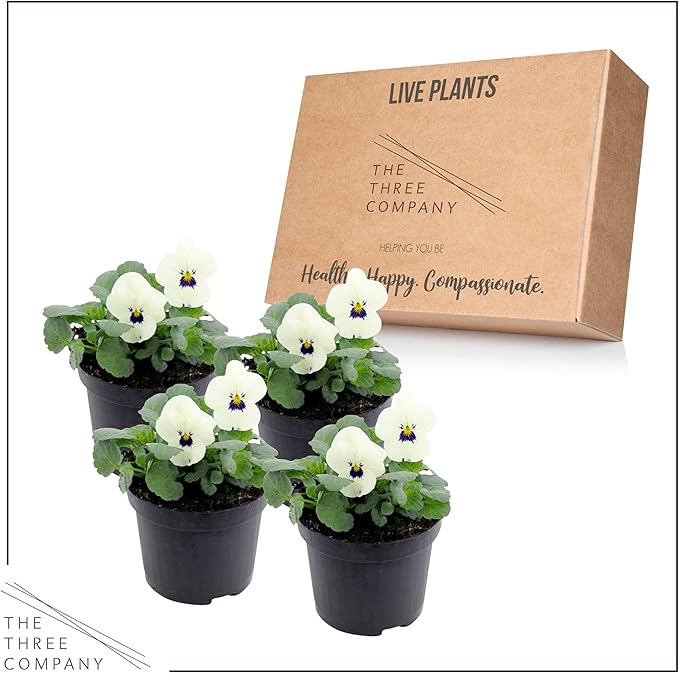 Live Healthy Flowering Pansies - White Blotch (4 Plants Per Pack), Beautiful Fall Color, 6" Tall by 4" Wide in 1 Pint Square Pot