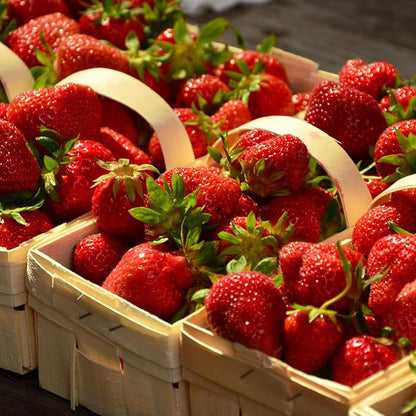 Everbearing Strawberry Plants - Harvest Strawberries Two to Three Times Per Year! Bare Root Everbearing Strawberry Plants from Hand Picked Nursery (15)