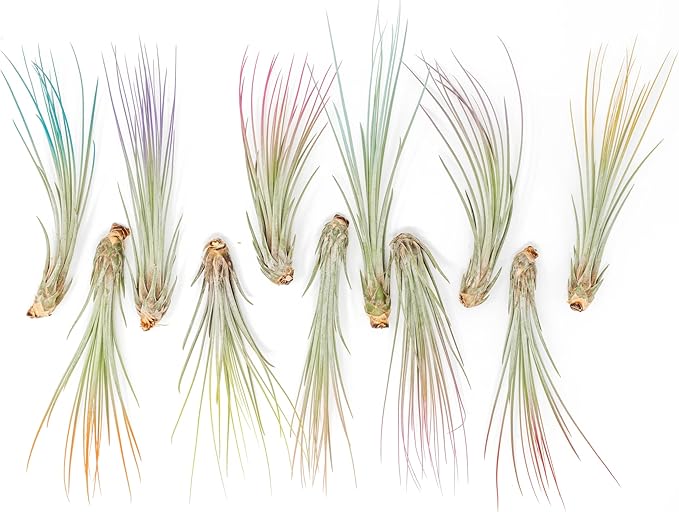 Purple Colorful Tillandsia Air Plants - Long Lasting Color Enhanced Live Tillandsia Succulent House Plants - Home and Garden Decor - Easy Care Indoor and Outdoor (Juncea, Pack of 3)