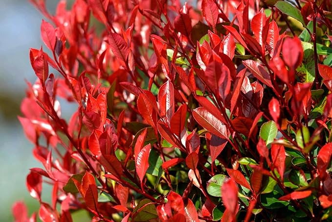Photinia Red Tip - 30 Live Plants - Photinia x Fraseri - Evergreen Landscape Shrub