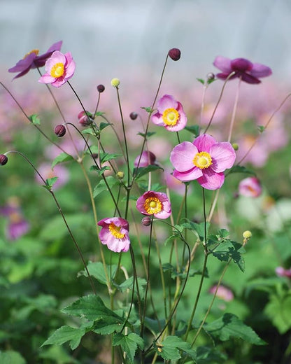 Perennial Farm Anemone Tomentosa 'Robustissima' – Live Windflower Perennial in #1 Container, Soft Pink Blooms, Vigorous & Hardy, Long Blooming, Deer Resistant, Ideal for Borders & Late Summer Color