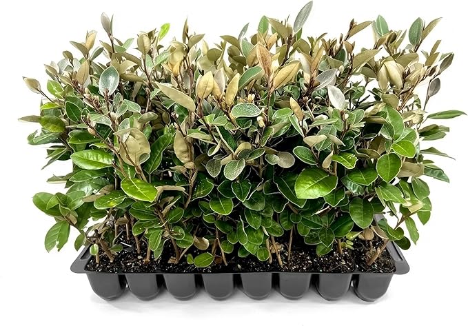 Elaeagnus Pungens I 10 Live Plants I Thorny Olive I Hardy Evergreen Shrub with Fragrant Blooms, Perfect for Hedges, Screening & Ornamental Garden Display