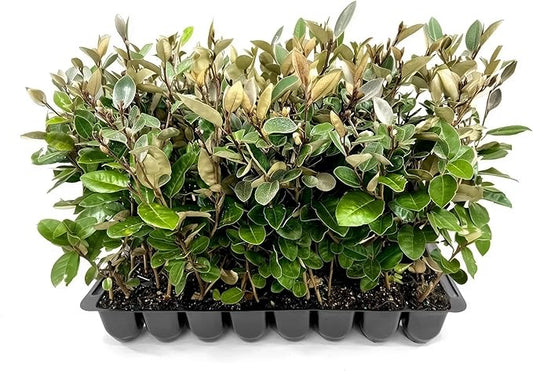 Elaeagnus Pungens I 20 Live Plants I Thorny Olive I Hardy Evergreen Shrub with Fragrant Blooms, Perfect for Hedges, Screening & Ornamental Garden Display