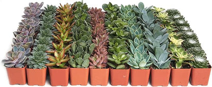 Shop Succulents Assorted Succulent Plant Pack Collection - Live Mini Succulent Plants, Low Maintenance, Mixture of Colors & Textures - Wedding and Party Favors, Gift & Garden, Pack of 64