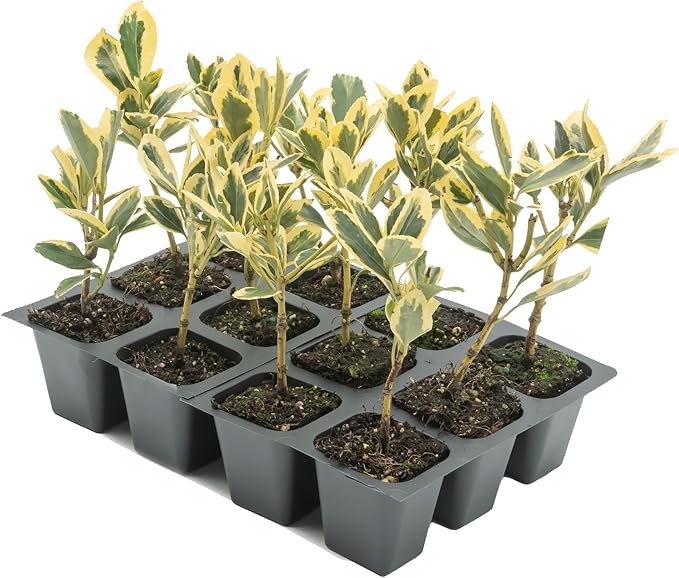 12 Silver King Euonymus, Live Plants – Euonymus Japonica – Hardy Variegated Evergreen Shrub in 2.5” Nursery Cubes – Low-Maintenance & Highly Adaptable for Landscaping