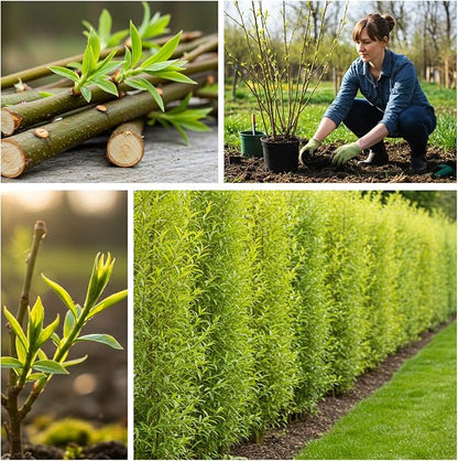 100 Hybrid Willow Trees - Fast Privacy Trees or Shade - Space 1-2 Feet Apart - Austree Willow Grow 6-10 Feet Per Year - Privacy Hedge