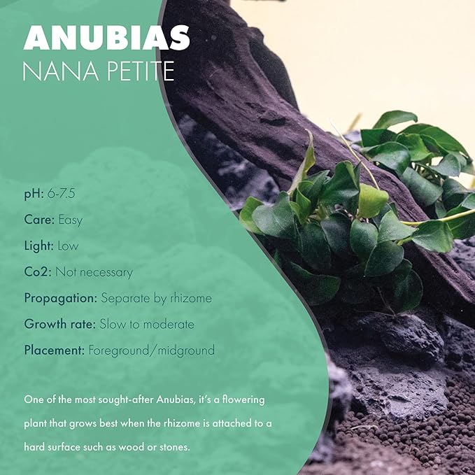 SubstrateSource Anubias Live Aquarium Plants - Potted Freshwater Plant for Fish Tanks, Terrariums - Beginner Friendly Low Light (Nana Petite, 1 Pot)
