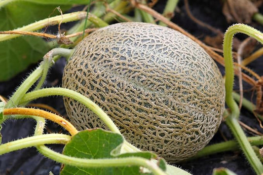 Melon Seeds Variety Pack for Planting – 4 Non-GMO Heirloom Varieties: Crimson Sweet & Sugar Baby Watermelon, Honeydew, Hale's Best Jumbo Cantaloupe – High Germination, USA-Grown Garden Fruit Seeds