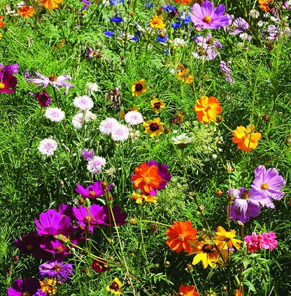 Bentley Seed Co. | Bee Kind Pollinator | Beautiful Bee Art | Environmental Favors Cards for Guests Seed Packets | Pollinator Wildflower Mix Seed Packets | Eco-Friendly Hand Out Gift | 25 Pack