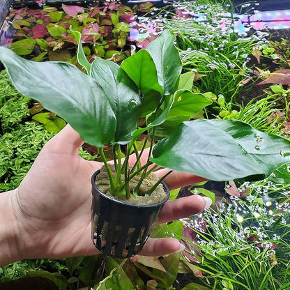 SubstrateSource Anubias Live Aquarium Plants - Potted Freshwater Plant for Fish Tanks, Terrariums - Beginner Friendly Low Light (Barteri, 5 Pots)