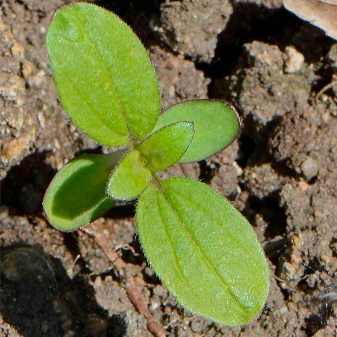 Seed Needs Sunflower Seeds to Plant The Original Crazy Blend | 500+ Heirloom Seeds 15+ Varieties Open Pollinated & Untreated | Resealable Bulk Package Multicolored Blooms Flower Seed