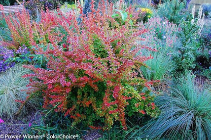 SUNJOY® Tangelo™ Berberis thunbergii- Proven Winners - 4" Pot