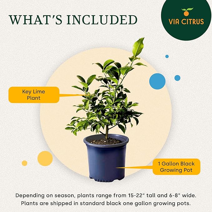 Key Lime Live Tree Indoor Plants Outdoor 18-22" Tall - Fruit Trees, Key Limes Tree Outdoor Patio Cannot Ship: CA/AZ/TX/LA – Potted Indoor Fruit Trees Live Plants, Plant Lover Gifts by Via Citrus