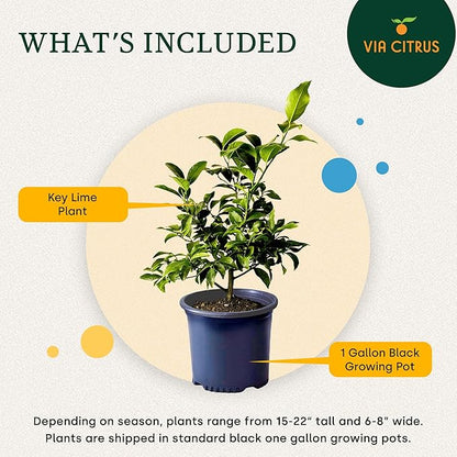 Key Lime Live Tree Indoor Plants Outdoor 18-22" Tall - Fruit Trees, Key Limes Tree Outdoor Patio Cannot Ship: CA/AZ/TX/LA – Potted Indoor Fruit Trees Live Plants, Plant Lover Gifts by Via Citrus