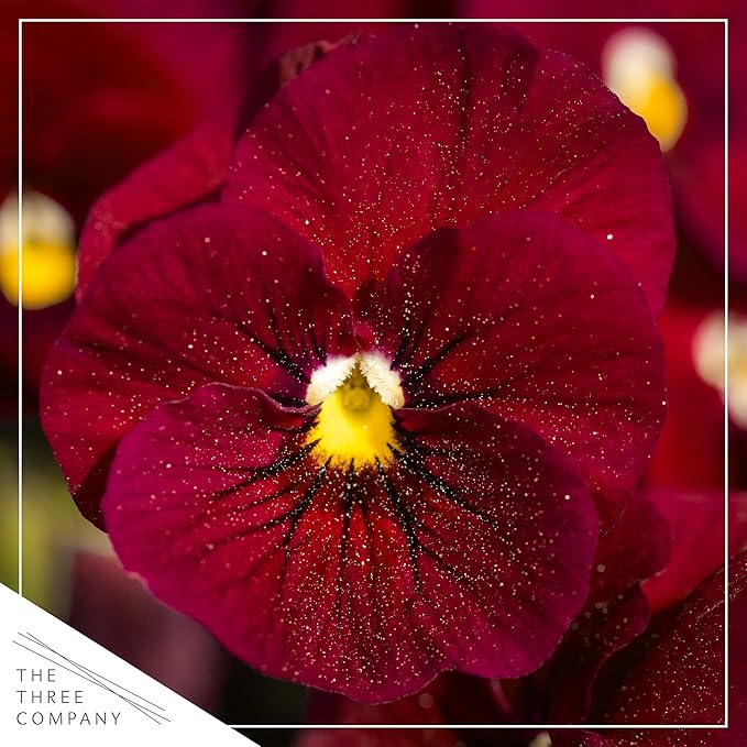 Live Healthy Flowering Pansies - Red Blotch (4 Plants Per Pack), Beautiful Fall Color, 6" Tall by 4" Wide in 1 Pint Square Pot