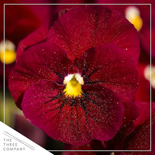 Live Healthy Flowering Pansies - Red Blotch (4 Plants Per Pack), Beautiful Fall Color, 6" Tall by 4" Wide in 1 Pint Square Pot