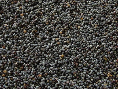 1600 Annual Violetta Blush Poppy Seeds - Tall Mauve Poppy with Black Markings