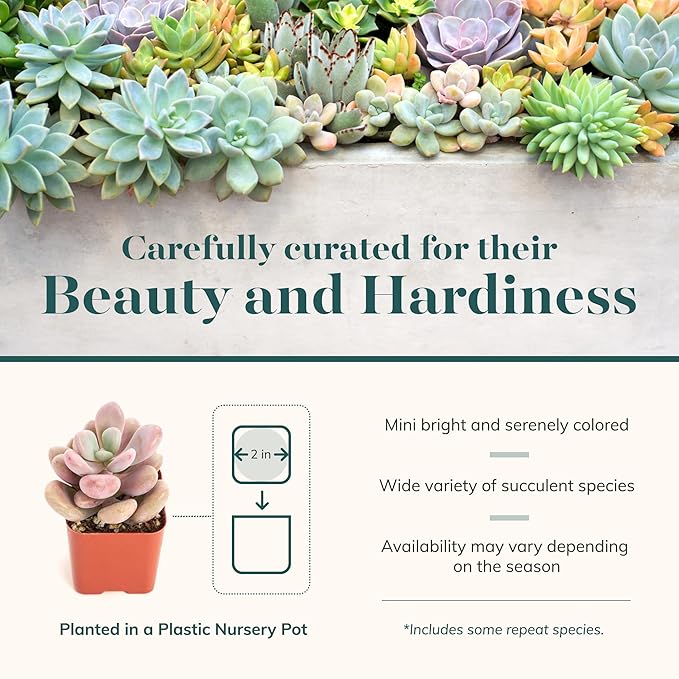 Shop Succulents Pastel Succulent Plant Pack Bulk Collection - Live Mini Succulent Plants, Low Maintenance, Bright & Serene Colors & Textures - Wedding and Party Favors, Gift & Garden, Pack of 16