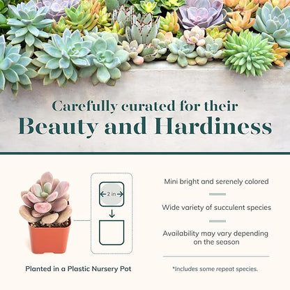 Shop Succulents Pastel Succulent Plant Pack Bulk Collection - Live Mini Succulent Plants, Low Maintenance, Bright & Serene Colors & Textures - Wedding and Party Favors, Gift & Garden, Pack of 16