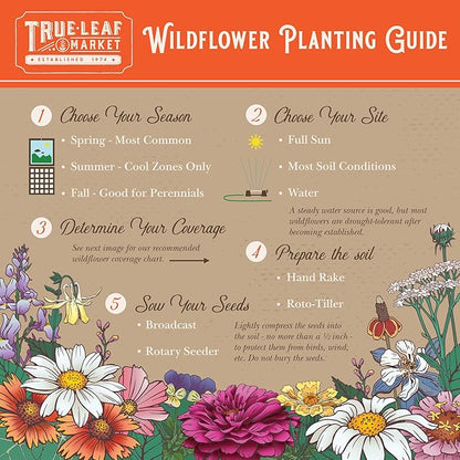 Southwestern Wildflower Seeds Bulk – 1/4 lb, 160,000+ Seeds – Native Desert Flower Mix – Annual & Perennial Wildflower Seed for Pollinators and Dry Climates