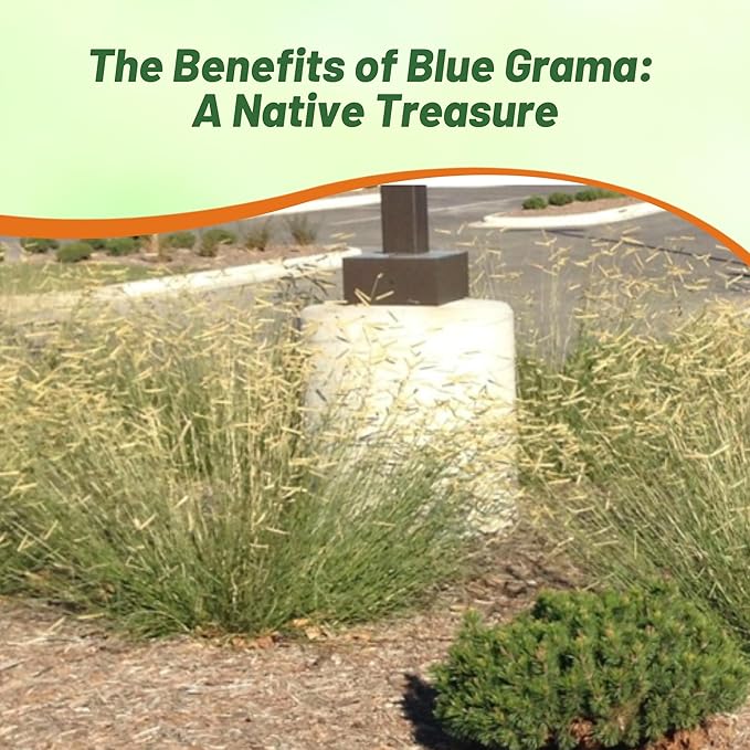 Outsidepride Blue Grama Native Grass Seed - 5 lb. Perennial, Drought Tolerant & Low Maintenance, Pasture Seeds for Planting Densely Tufted Leaves, Ideal for Hay Foraging, Grazing & Erosion Control