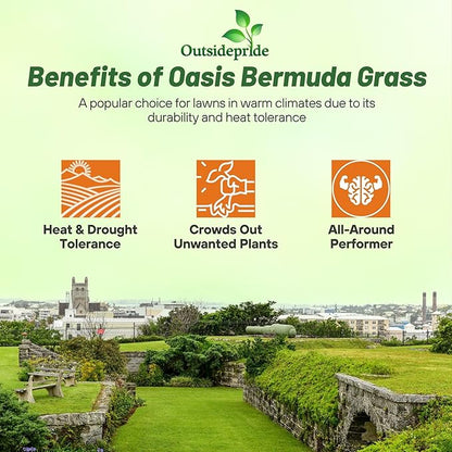 Outsidepride Oasis Bermuda Grass Seed - 50 lbs Warm Season, High Traffic, Heat Resistant, Drought-Tolerant, Low-Maintenance, Fast Growing Turf Grass for Lawn, Ideal for Sunny Areas, Thick Coverage