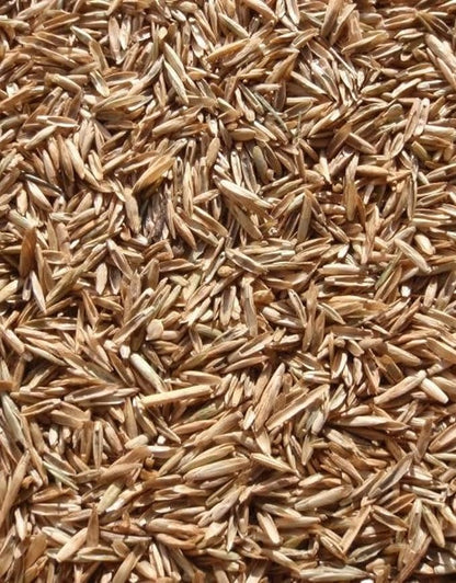 Perennial Ryegrass Seeds for Planting - Premium Quality Rye Grass Seed (3 Pounds)