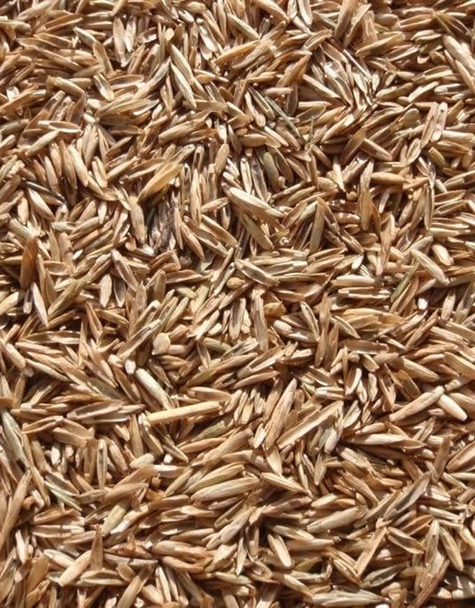 Perennial Ryegrass Seeds for Planting - Premium Quality Rye Grass Seed (5 Pounds)