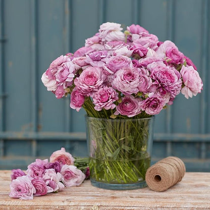 Eden Brothers Ranunculus Bulbs - Purple Jean