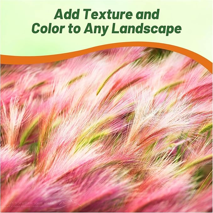 Outsidepride 2000 Seeds Perennial Hordeum Jubatum Foxtail Barley Ornamental Grass Seed for Planting