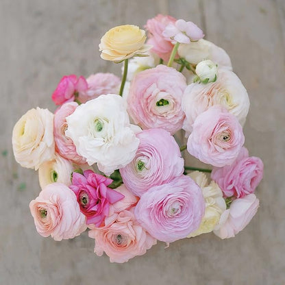 Eden Brothers Ranunculus Bulbs - Bridal Mix