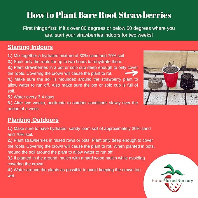 Everbearing Strawberry Plants - Harvest Strawberries Two to Three Times Per Year! Bare Root Everbearing Strawberry Plants from Hand Picked Nursery (5)