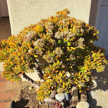 Sprout N Green Gollum Jade - Crassula Ovata Gollum, Rare Cute Succulent Plant Fully Rooted in 2" Pot