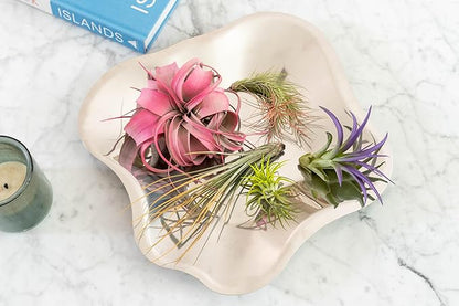 Coral Colorful Tillandsia Air Plants - Long Lasting Color Enhanced Live Tillandsia Succulent House Plants - Home and Garden Decor - Easy Care Indoor/Outdoor Plants (Ionantha Rubra, Single)