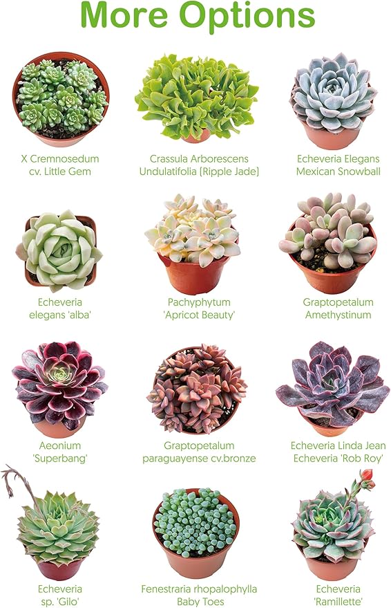 Live Succulent Plants Tradescantia Nanouk, Easy Care Potted Succulents, Approx 4" D x 4" H, Indoor Houseplant, Unique Gifts, Home Office Décor