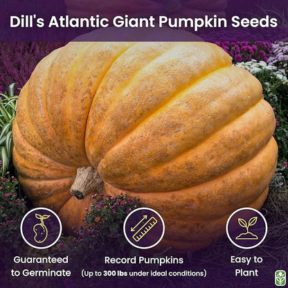 Giant Pumpkin Seeds for Planting – 10 Dill’s Atlantic Seeds for Record-Breaking Pumpkins! – Vegetables for Outdoor Planting – Grown in The USA