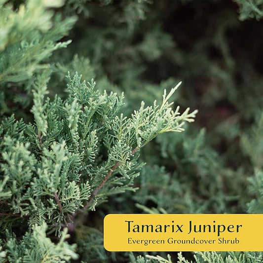 2 Tamarix Juniper in 3.5" Nursery Cubes | Juniperus Sabina ‘Tamariscifolia’ | Dense, Low-Maintenance Evergreen Shrub with Fine, Feathery Foliage | Ready-to-Plant Live Starters