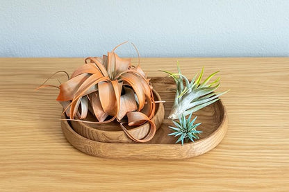 Coral Colorful Tillandsia Air Plants - Long Lasting Color Enhanced Live Tillandsia Succulent House Plants - Home and Garden Decor - Easy Care Indoor/Outdoor Plants (Brachycaulos Abdita, Pack of 3)